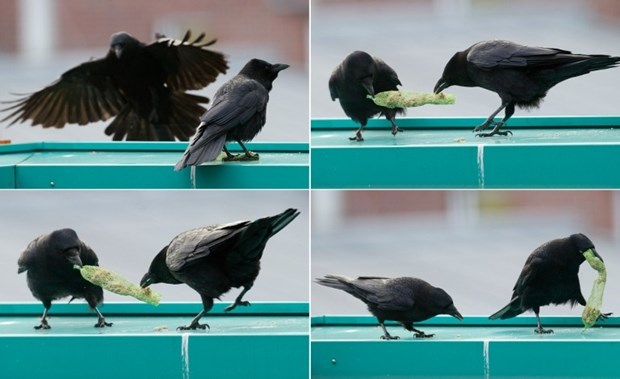 Vrane svadljivice pofajtale se oko klope