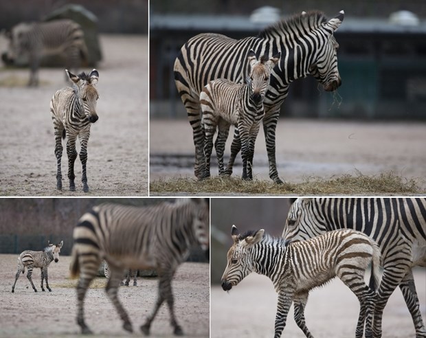 Mala zebrica Mira i njena mama