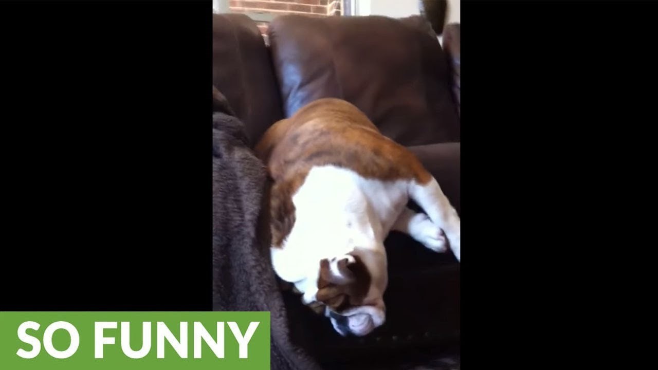 VIDEO Lijeni buldog je zaspao u najčudnijem položaju, počeo hrkati te se probudio na najgori moguć način!