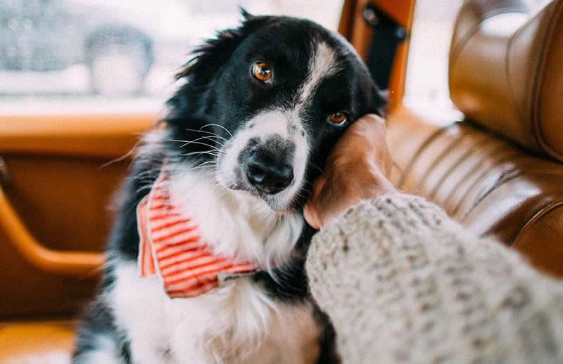 Tko bi odolio tom pogledu..