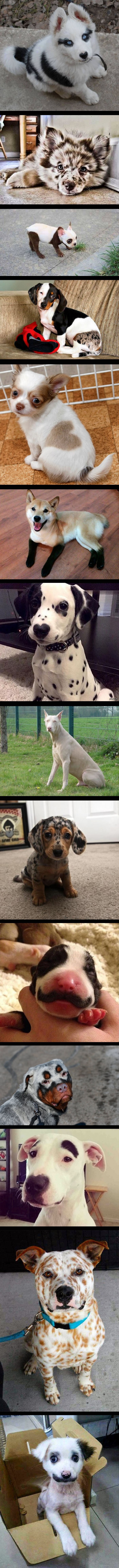 Priroda je nevjerojatna: Prekrasna i neuobičajena pseća krzna 