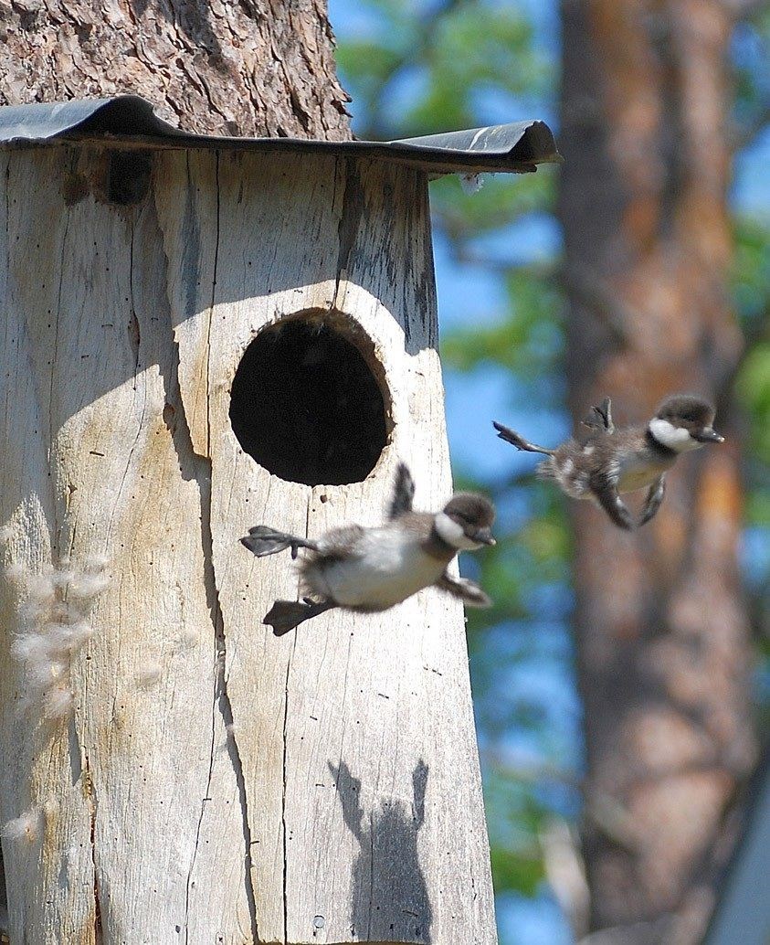Opla, netko je nestrpljiv, a još nema perja :)