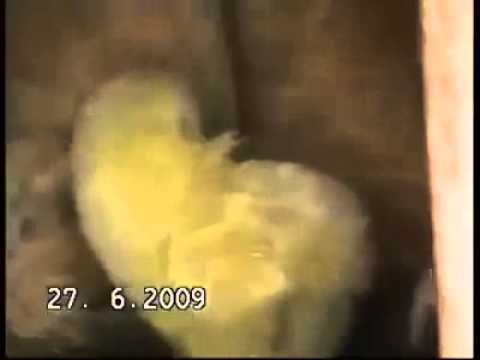 Video: Pas pilića zgrabio raljama, a onda se sve okrenulo