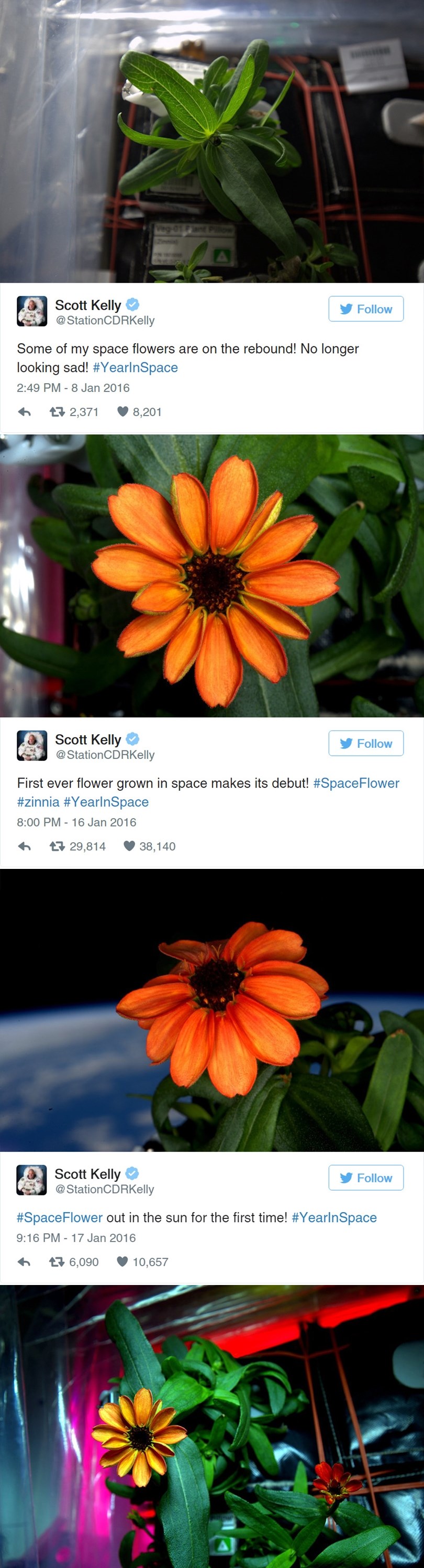 POVIJESNI USPJEH: NASA-in astronaut uzgojio prvi ikad cvijet u svemiru