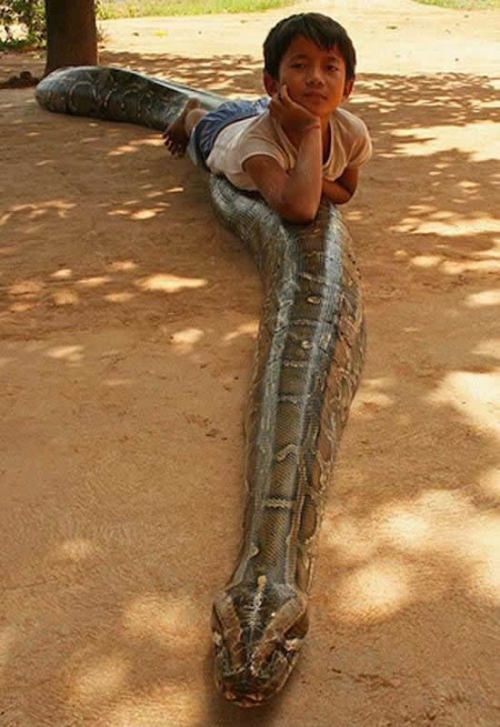 Dječak s ogromnim pitonom