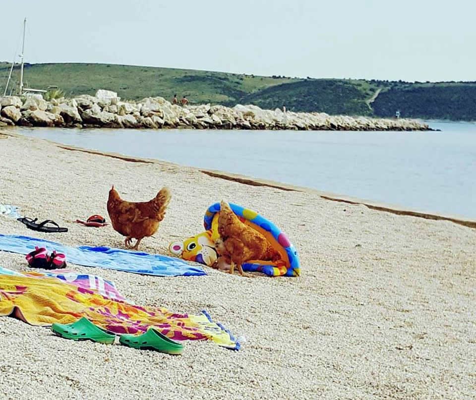 Ekipa se kupa, a one kradu!