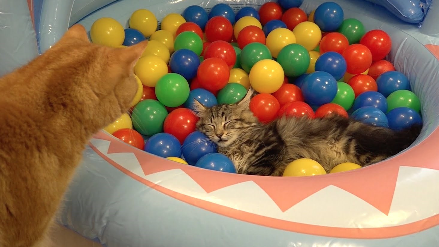 VIDEO: Bazen, loptice, mačke i neočekivani zaplet na 3:06