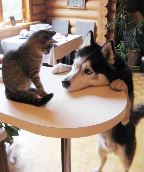 Ajde mačkaaaa, siđi da se igramo!