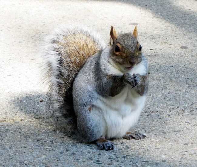 Vakula rekao topla zima, udebljala se bezveze