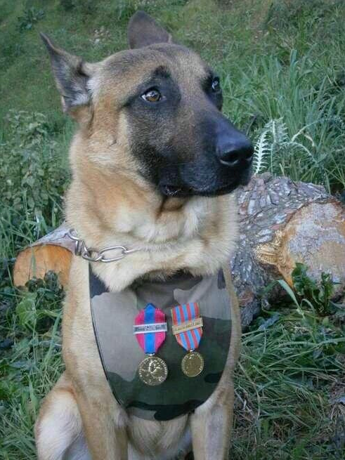 NEKI ANĐELI IMAJU ŠAPE: Diesel je danas dala život pri hvatanju terorista