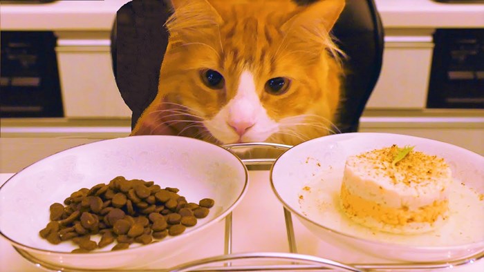 VIDEO: Vole li mačke više domaću ili kupljenu hranu?