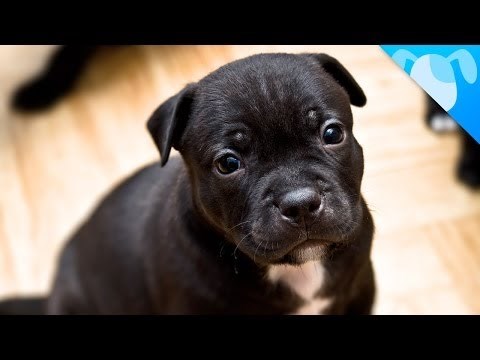 Video: Što je pitbull? Kako su nastali? Jesu li opasni?