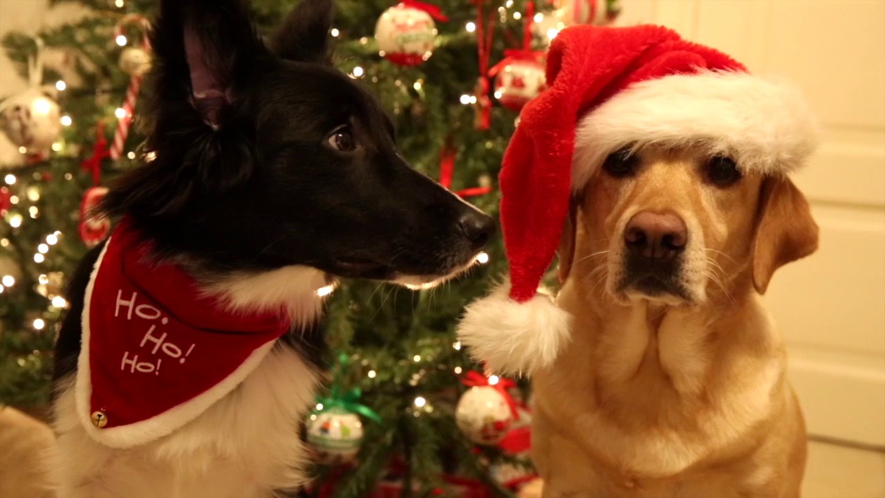 Najslađi božićni video koji ćete pogledati ovih blagdana