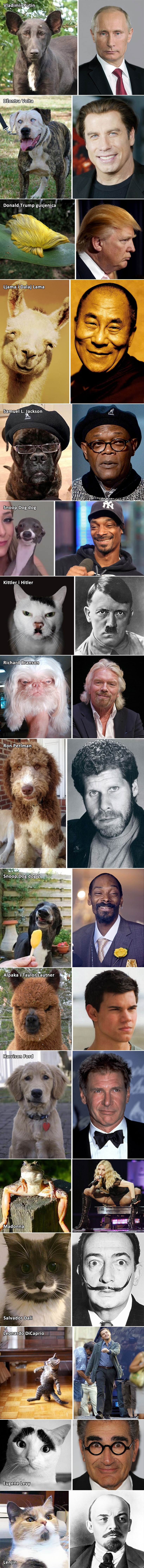 Ovih 20 životinja liči na celebrityje ili obratno?