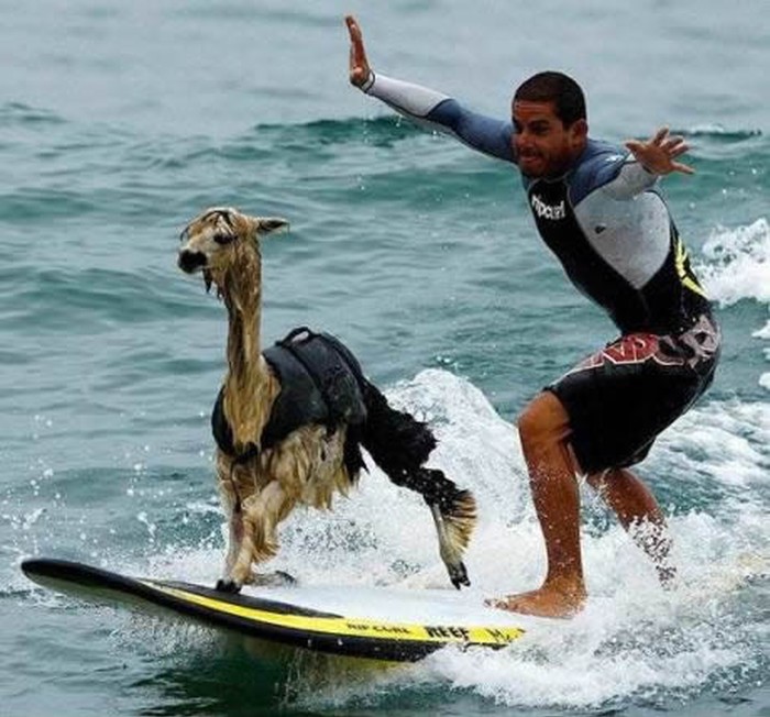 Peru: Sportski nastrojena alpaka postala surferica