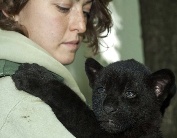 Mala crna pantera zagrlila svoju čuvaricu u ZOO-u