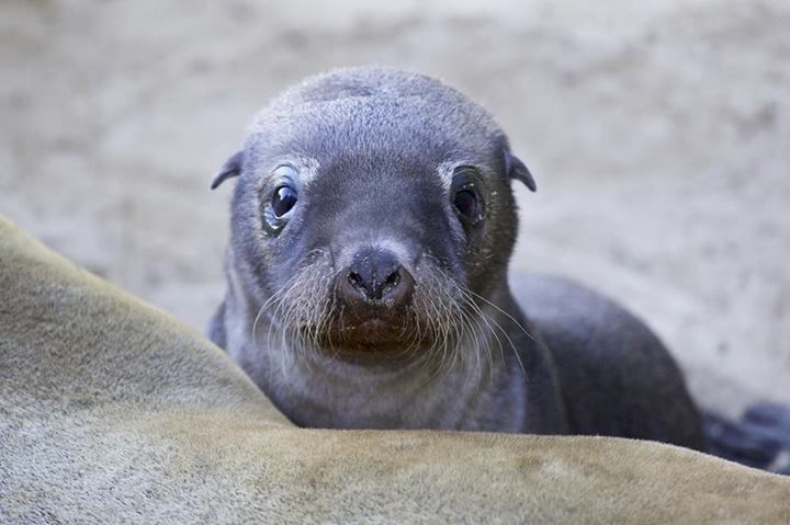Prepoznaješ li ovu slatku njuškicu?