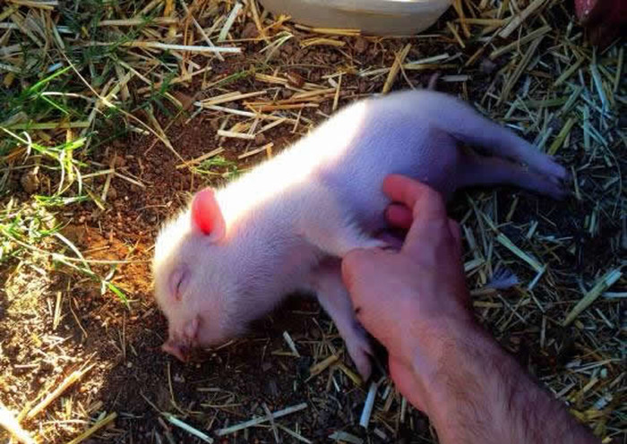 Umiljata svinjica dušu daje za češkanje
