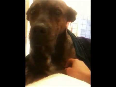 VIDEO: Bo je najplahiji pas koje su ikada spašavali, a onda su saznali i zašto