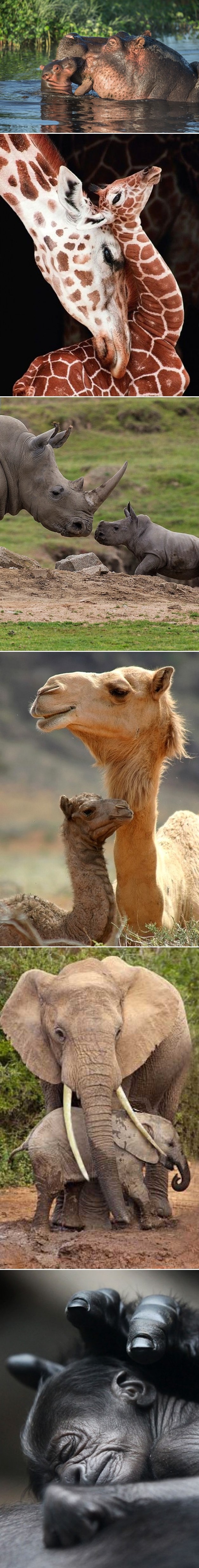 I životinje vole svoje mališane, ne zaboravi to!