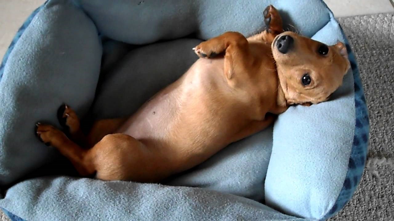 VIDEO: Pospana jazavčarka Kikiriki nije baš orna za buđenje