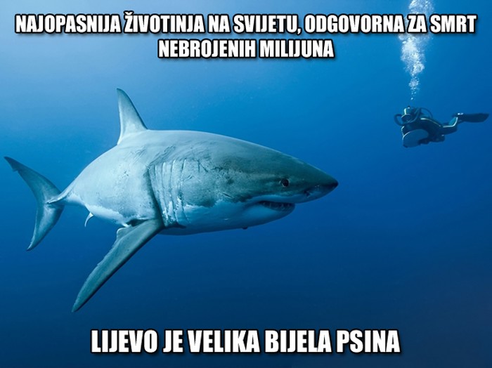 Fotka najopasnije životinje na svijetu
