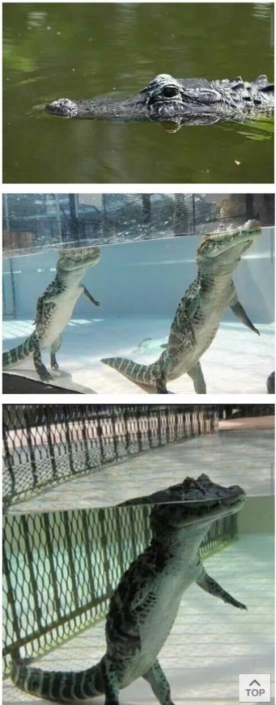 GALERIJA: Dokaz da svijetom vladaju "gušteri"!