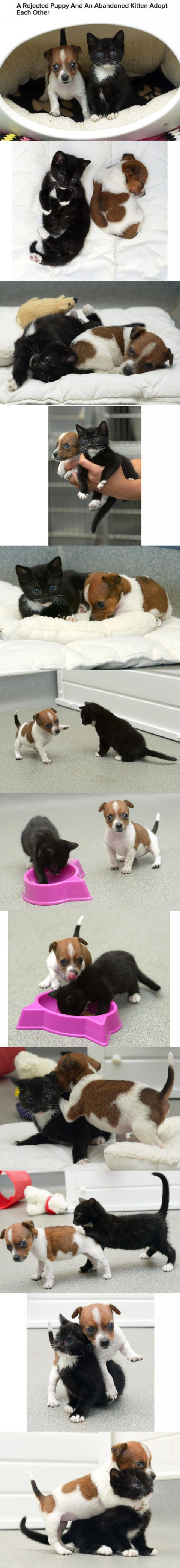 Medeni napušteni peso i maca posvojili jedno drugo