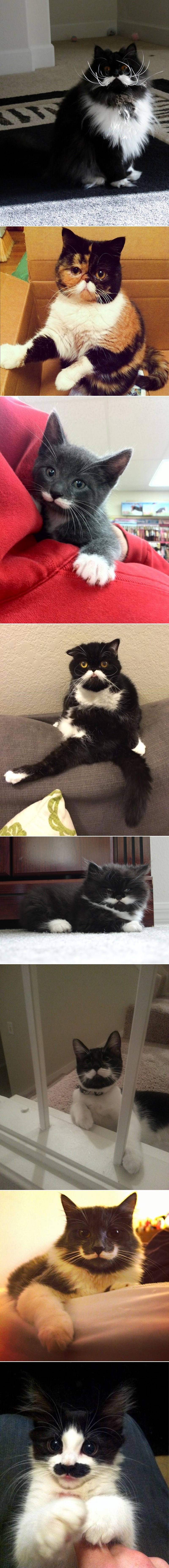 GALERIJA: Hipsterske brade nisu ni do koljena ovim brčinama