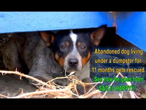 Nakon što je 11 mjeseci živio ispod kontejnera, ovi su mu ljudi pružili život kakav zaslužuje