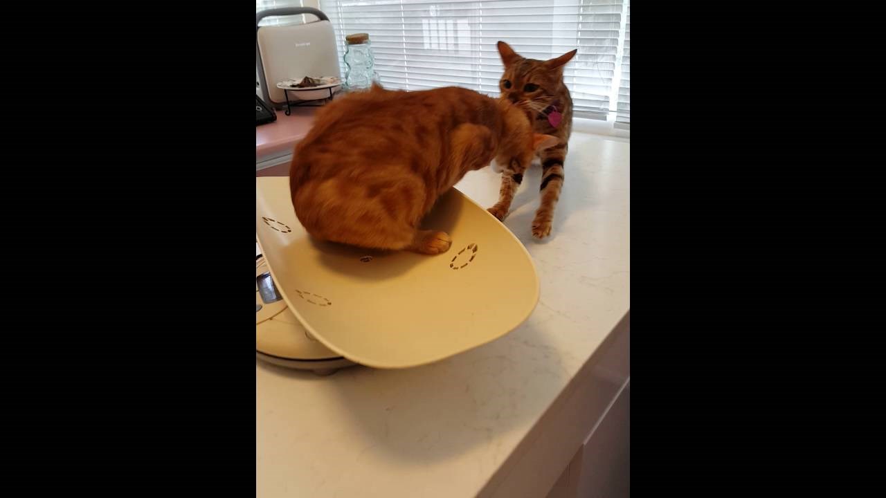 Preslatka maca spasila je svoju prijateljicu od veterinara