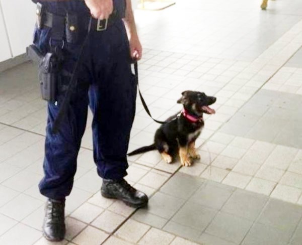 Policijski psi odsad napadaju slatkoćom awwww!