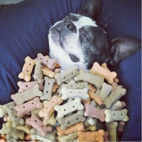 Neviđena sreća malog cucka zakopanog u slasnim koskicama