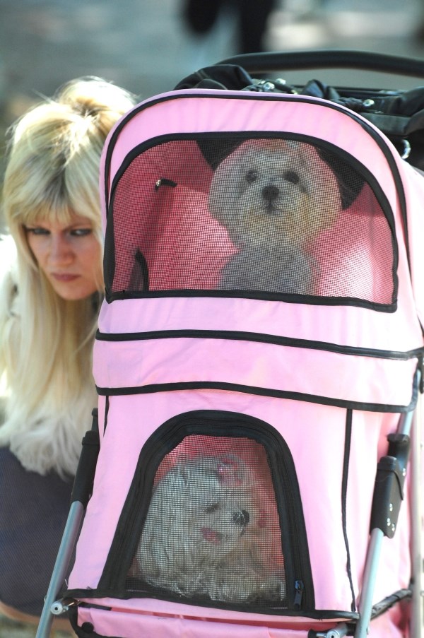 Plavuša i njena dva fensi psića u šetnji Splitom