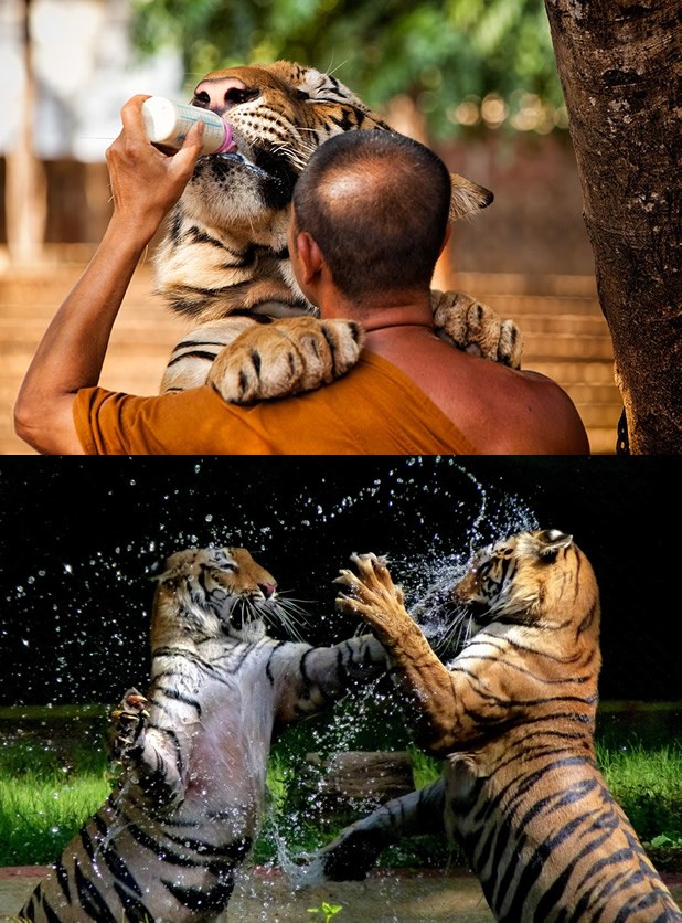 Papaj, tigriću moj, razbit ćeš ti njega!