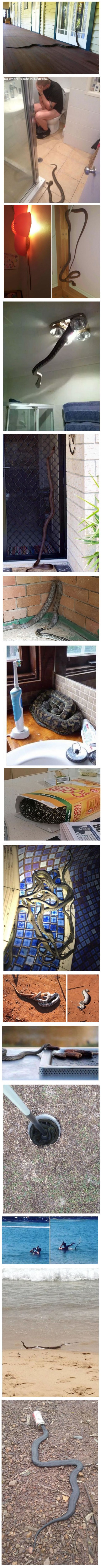 Fotografije koje su dokaz da je Australija pakao na zemlji za ljude koji se boje zmija