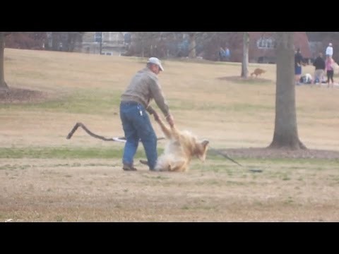 Pas se pravi mrtav kako bi ostao duže u parku