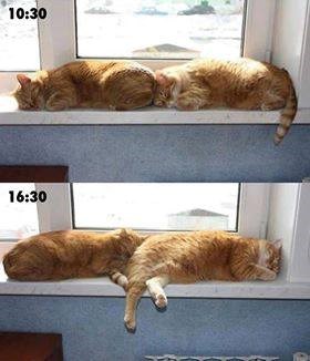 Tko kaže da mačke po cijele dane leže na istom mjestu?