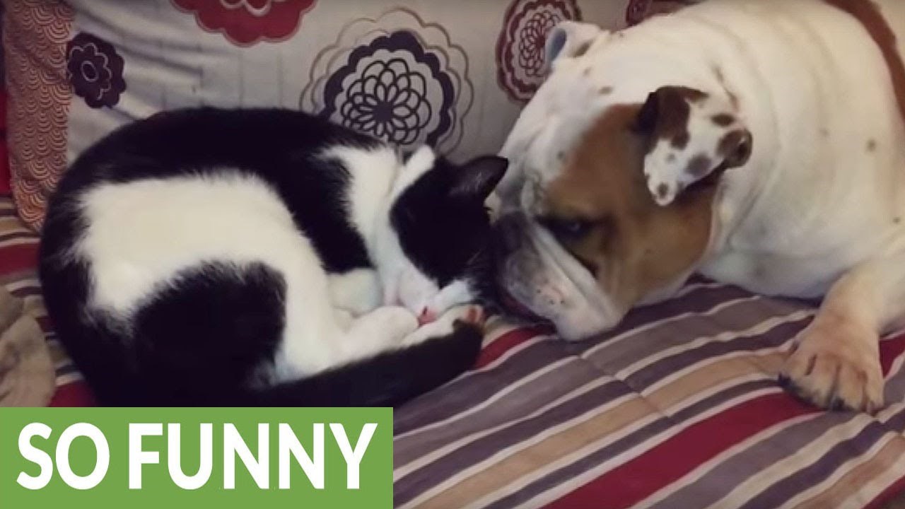 Dva najbolja prijatelja: Mačka i pas jedno drugome umivaju lice