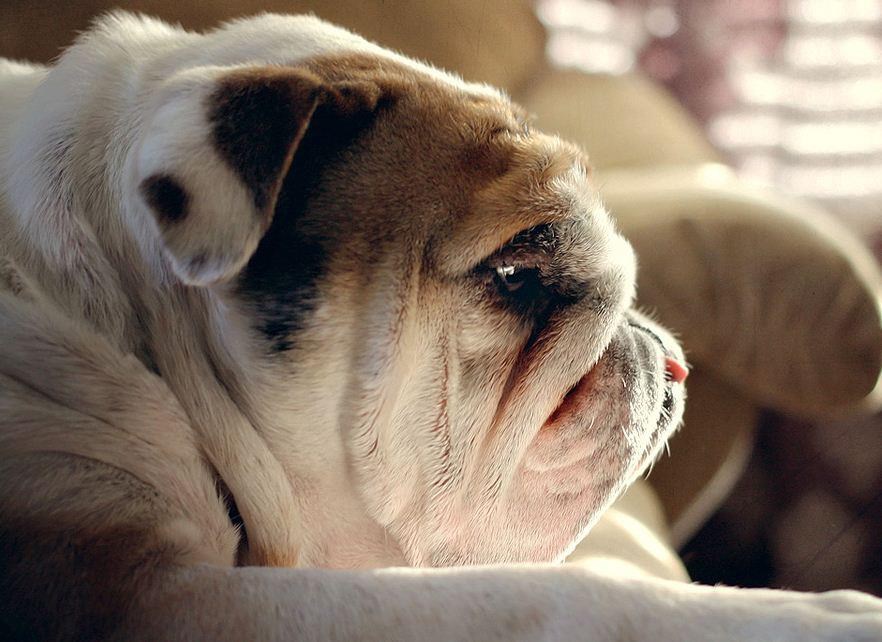 Mali zgužvanac osvaja slatkoćom