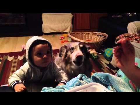 VIDEO: Bebu učili reći "mama", pas progovorio!