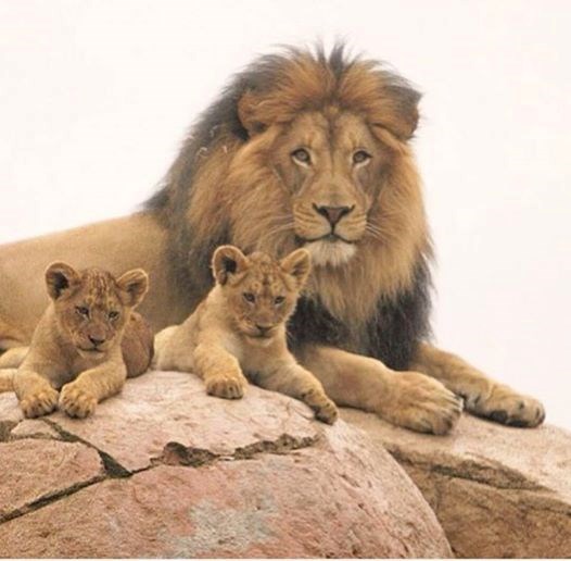 DOBRE VIJESTI: Cecilov brat lupio šapom o zemlju, stao u zaštitu lavića!