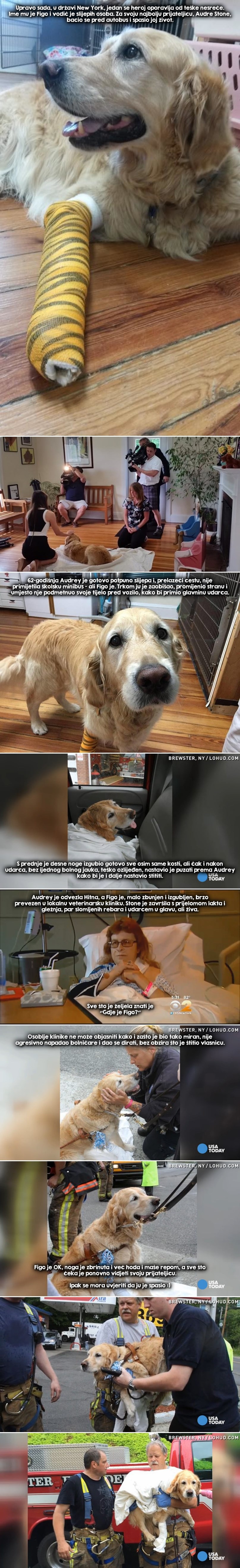 GALERIJA: Herojski pas riskirao život za slijepu vlasnicu, spasio je od sigurne smrti