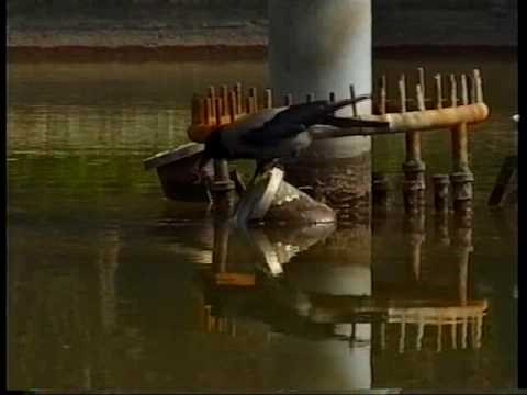 VIDEO: Još jednom dokazano da su vrane najinteligentnije ptice