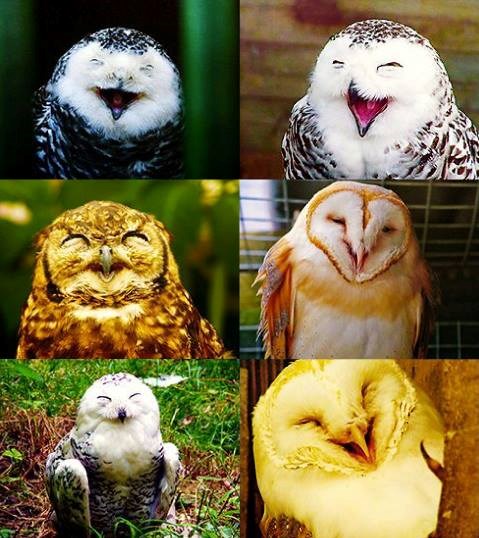 Sovice se natječu u smijanju :)