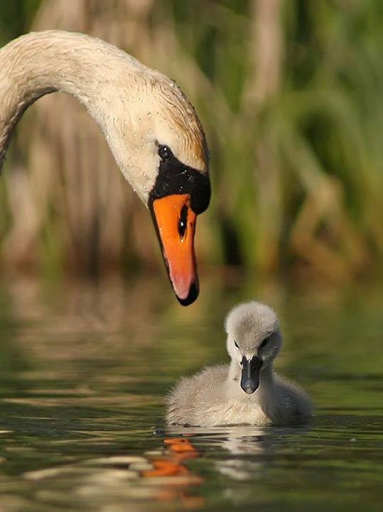 Ne brini, nisi ružan, bit ćeš i ti lijepi veliki labud!