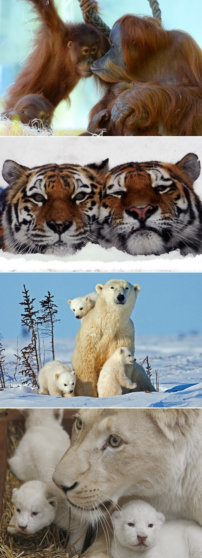 Polako izumiru zbog naše pohlepe