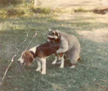Naguzio ga rakun: Najgori lovački pas u povijesti