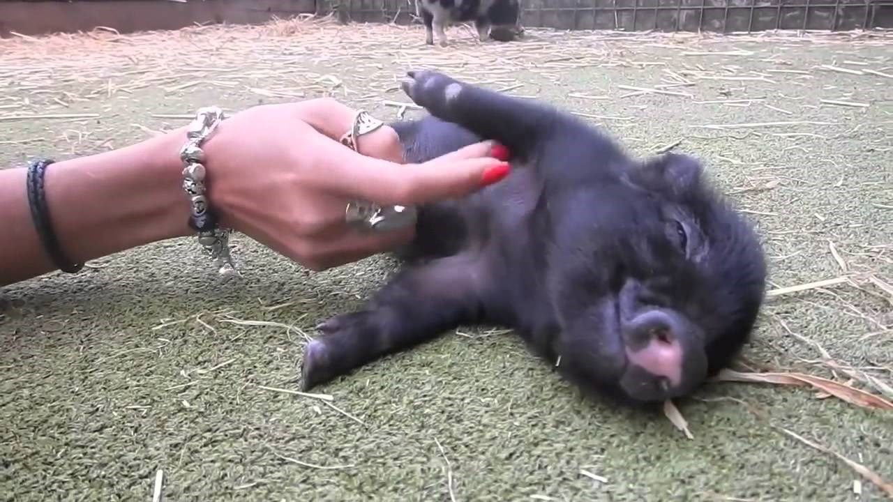 Ma umrijet ćete od slatkoće kad vidite kako se ovaj medeni praščić mazi!