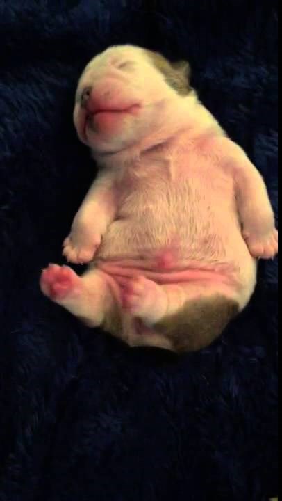 VIDEO: O čemu sanjaju medeni slatkići buldogići?